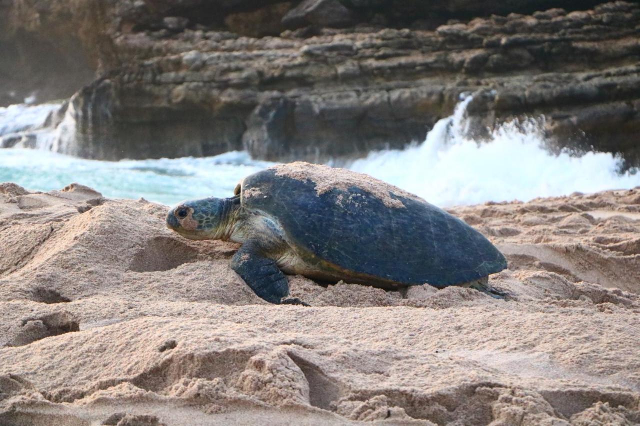 Turtle Guest House เซอ ภายนอก รูปภาพ