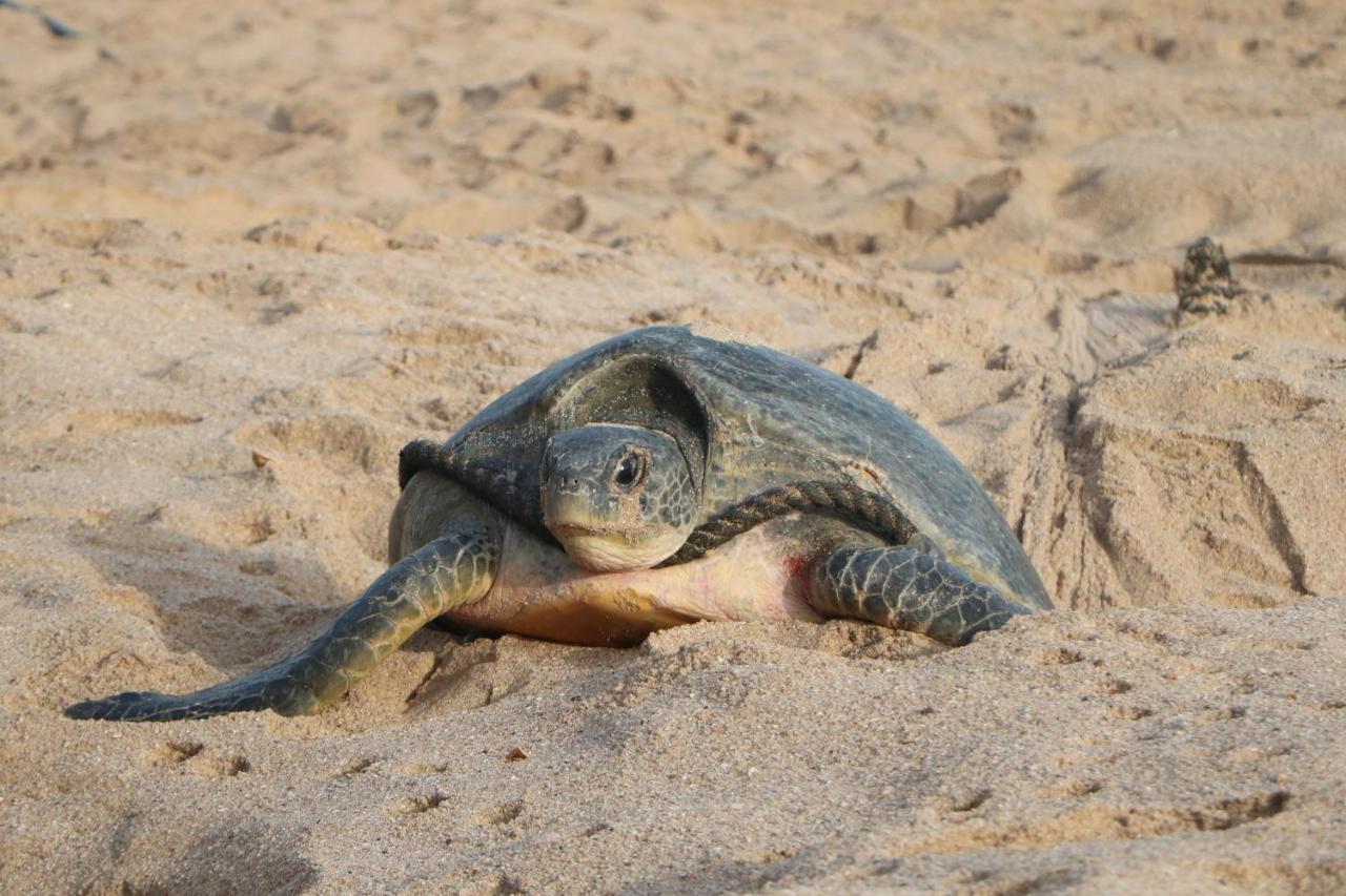 Turtle Guest House เซอ ภายนอก รูปภาพ
